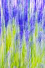 Aurel-Vaucluse-Alpes-Cote dAzur-France Motion blur view of a lavender field Art Print